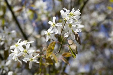 Amelanchier spicata ağacında bloom, hizmet berry beyaz süs çiçek ve tomurcukları
