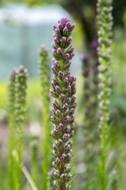 Liatris spicata Mor çiçek tomurcukları sivri üzerinde çiçeklenmeye başlayan