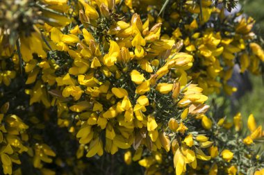 Ulex europaeus çalı çiçek sarı çiçekler, mavi gökyüzü ile