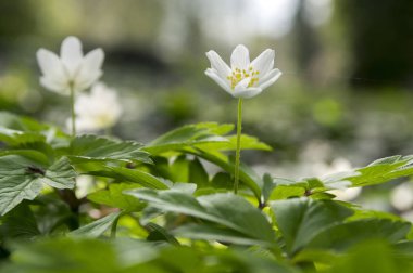 Anemon nemorosa bahar çiçekleri, çiçek ahşap Anemon
