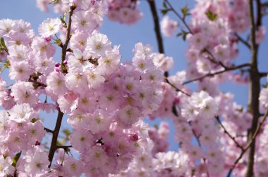 Çiçek, çiçek açan ağaç romantik pembe bahar, Prunus serrulata tam çift çiçek dalları