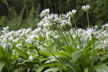 Allium ursinum ayılar sarımsak çiçek