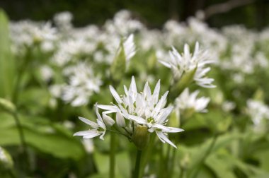 Allium ursinum ayılar sarımsak çiçek