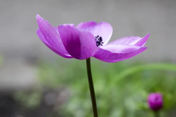 Фиолетовый Декоративный Анемон Coronaria Caen Bloom — стоковое фото