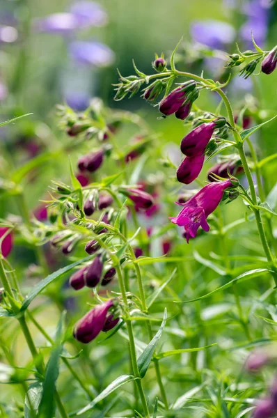 Penstemon Mexicali Cultivar Rojo Rocas Flores Púrpura Campana Ornamental Floración — Foto de Stock