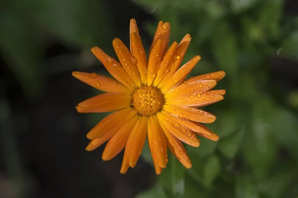 カレンデュラ オフィシナリス開花植物 オレンジ頭 朝露でオレンジ色のマリーゴールドの花は 花びら 緑の背景に低下します — ストック写真