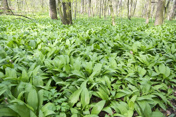Magic nature place full of wild bear garlic, green leaves background