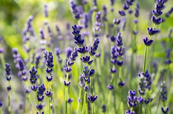 Lavandula Angustifolia Cacho Flores Flor — Fotografia de Stock