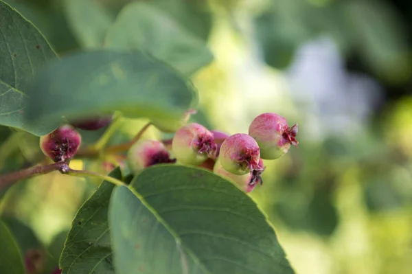 Amelanchier Owalnego Smaczne Dojrzewania Owoców Jagody — Zdjęcie stockowe