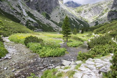 Mala studena dolina hiking trail Yüksek Tatras, yaz turizm sezonu, vahşi doğa, turistik iz
