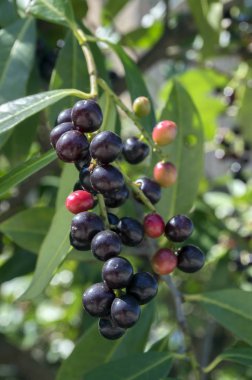 Prunus laurocerasus kiraz laurel çalı, meyve dalları üzerinde olgunlaşma