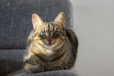 Yerli kaplan kedi gri kanepeye, göz teması yalan