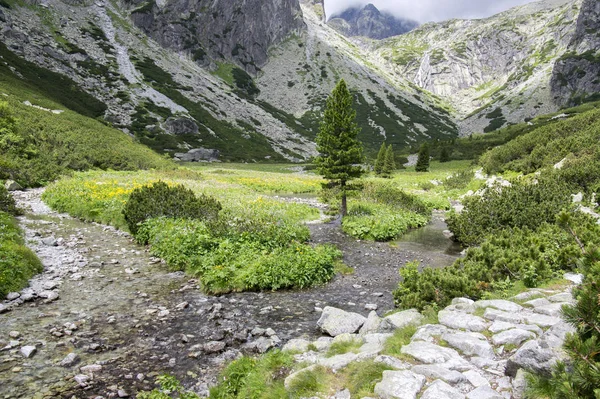 Mala Studena Dolina Turistaút Magas Tátra Nyári Turisztikai Szezon Vad — Stock Fotó