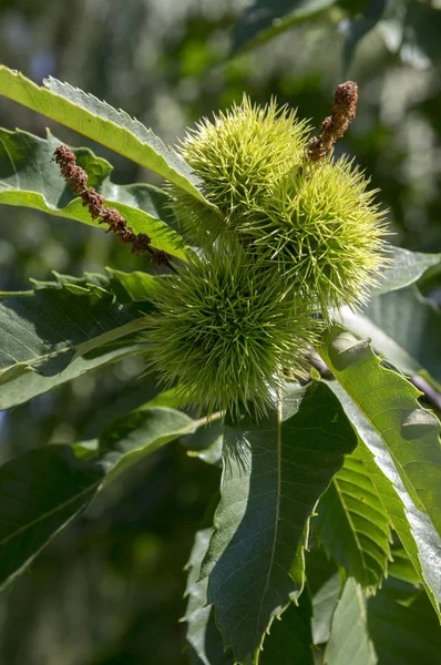 Castanea sativa, sweet chestnuts hidden in spiny cupules, tasty brownish nuts marron fruits, branches with leaves