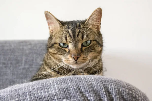 彼の顔に機嫌が悪い表情で男性の大理石猫 — ストック写真