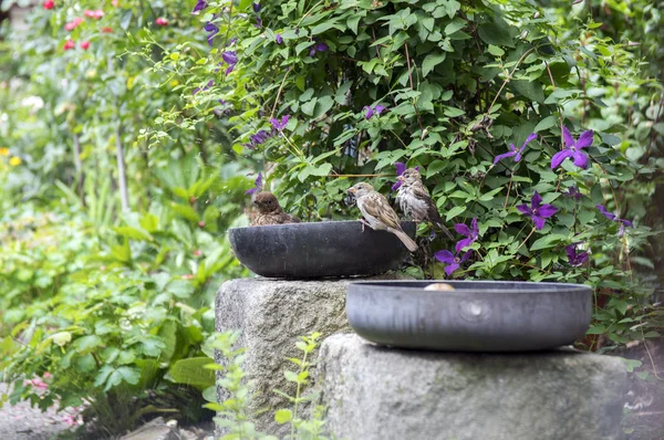 Amsel Badet Alter Teflonpfanne Garten Zwei Haussperlinge Warten Auf Kostenloses — Stockfoto