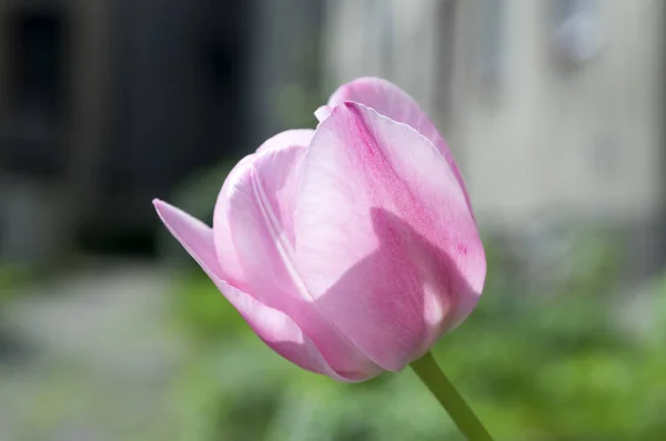 Один Общий Красивый Весенний Розовый Тюльпан Цветении Саду — стоковое фото