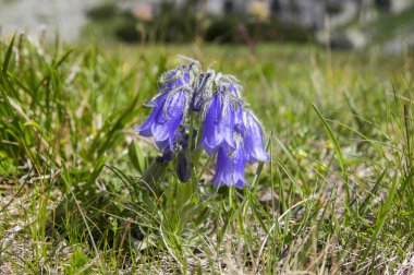 Campanula Alpina, Çimlerde açan çan çiçekleri, Yüksek Tatra dağları, Slovakya