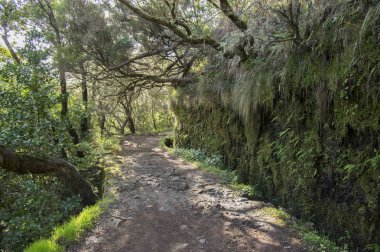 Levada do Risco, turistik yürüyüş parkuru, Rabacal, Madeira Adası, Portekiz
