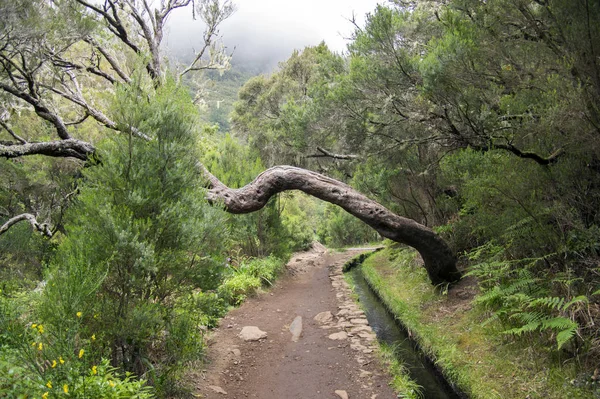 Levada Das Fontes Turistiska Vandring Trail Madeirahus Madeira Portugal — Stockfoto