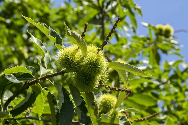 Castanea Sativa Κάστανα Κρυμμένα Ακανθώδης Cupules Νόστιμο Καφέ Καρύδια Marron — Φωτογραφία Αρχείου