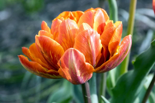 Одноцветный Лаял Красивая Весна Оранжевый Красный Желтый Двойной Цветок Тюльпан — стоковое фото