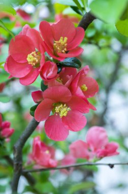 Pembe çiçek Chaenomeles yaprak döken çalı