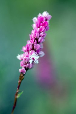 Persicaria affinis küçük pembe beyaz çiçekler açan bir kök üzerinde