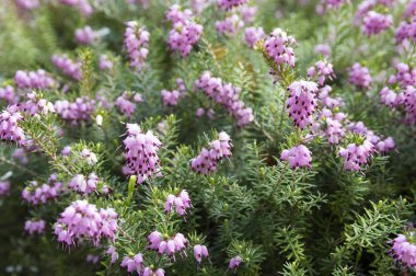 Erica carnea ormanlık çiçek çiçek korumalı