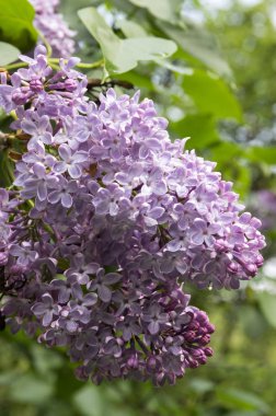 Syringa vulgaris çalı çiçek bahar