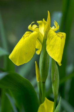 Iris pseudacorus çiçek, kır çiçekleri