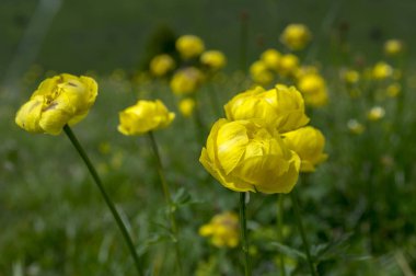 Trollius altissimus dağ çiçekleri çiçek sarı