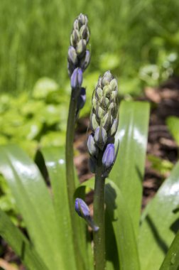 Scilla hispanica Çan şeklinde soğanlı ilkbahar geç çiçek çiçek tomurcukları ile