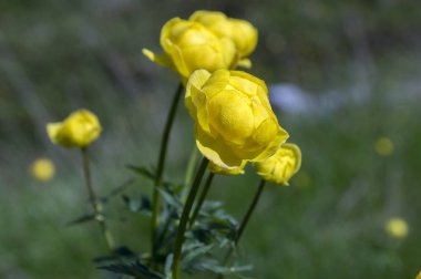 Trollius altissimus dağ çiçekleri çiçek sarı