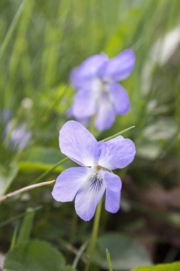 Viola riviniana, ortak köpek çiçek menekşe