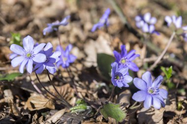 Mantarı nobilis Bloom, erken bahar kır çiçekleri