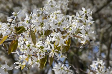 Amelanchier spicata ağacında bloom, hizmet berry beyaz süs çiçek ve tomurcukları