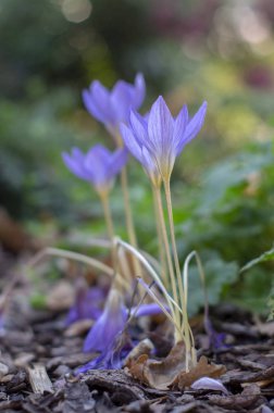Crocus speciosus sonbahar mavi mor çiçekli bitki turuncu sarı Merkezi, Biebersteins bitkisi çiçek çiçek, sonbahar türler ile