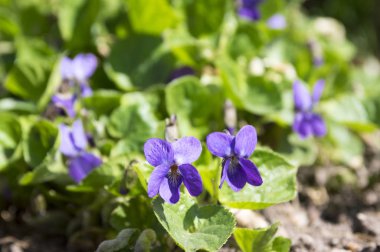 Viola odorata, bahar ortak Mor çiçek