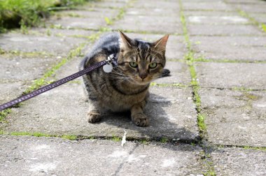 Kedi kaldırım, göz teması ortasında oturan bir telsiz için tasma