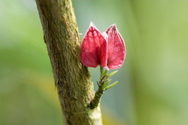 Pavonia strictiflora tropik Brezilya çiçekli bitkiler, güzel parlak kırmızı pembe çiçek çiçek kök üzerinde