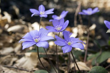 Mantarı nobilis Bloom, erken bahar kır çiçekleri