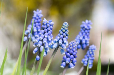 Muscari armeniacum, mavi bahar çiçek bubous çiçek