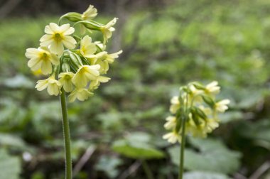 Primula veris elatior çiçek