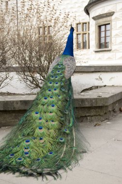 Pavo cristatus tarihi Rönesans kale önünde