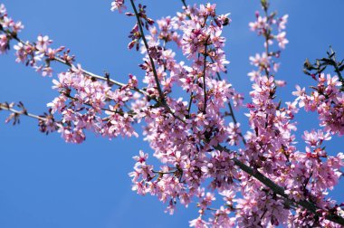Pembe ağaç prunus campanulata okame çiçek mavi gökyüzü karşı bahar