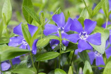 Vinca küçük küçük Cezayir menekşesi çiçek, çiçek, süs sürünen çiçek ortak Cezayir menekşesi