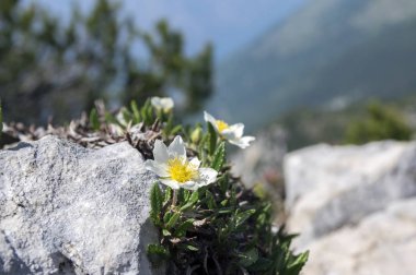 Dryas octopetala kutup alp çiçekli bitki sekiz yaprakları ile