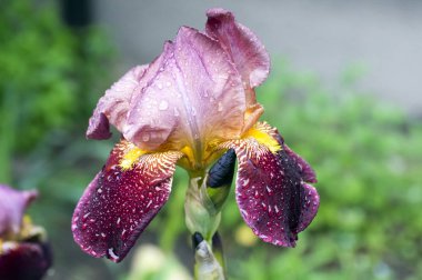 Sakallı Iris çiçeği, Iris germanica Bloom ile yağmur damlaları
