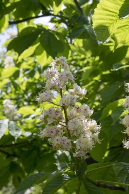 Aesculus hipokastanum dalları çiçek açar.